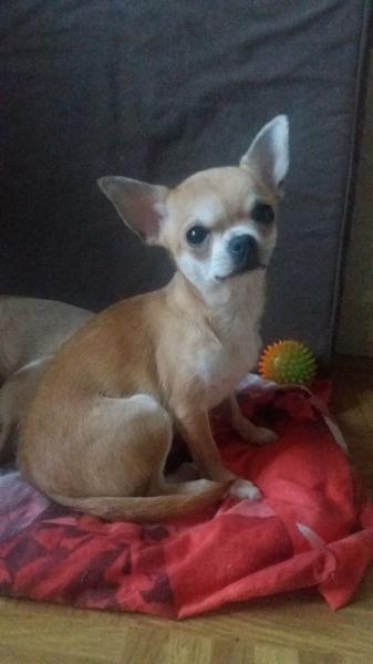 Чихуахуа рыжая девочка — фото 3